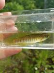 Lined Topminnow (Fundulus lineolatus)