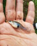 Eastern Mosquitofish (Gambusia holbrooki)