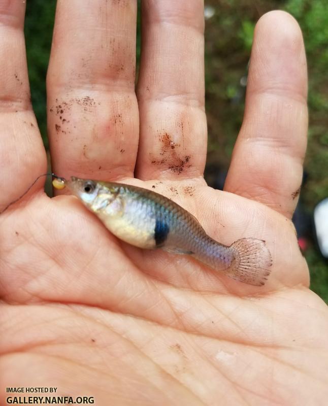 5/22/18 Upper Saluda River Basin, SC