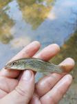 Speckled Kilifish (Fundulus rathbuni)