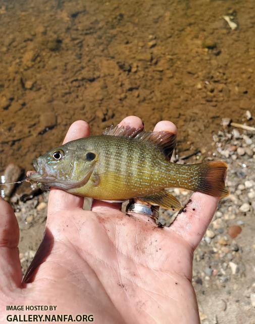 4/4/20 Yadkin River Basin, NC