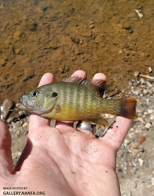 4/4/20 Yadkin River Basin, NC