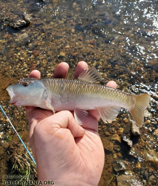 4/6/20 Yadkin River Basin, NC