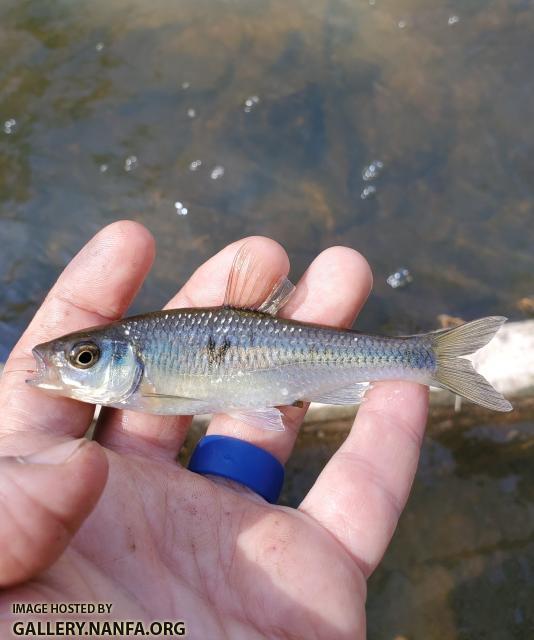 4/7/20 Eno River, NC