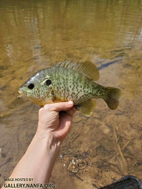 4/7/20 Eno River, NC