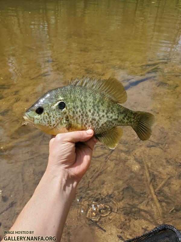 4/7/20 Eno River, NC