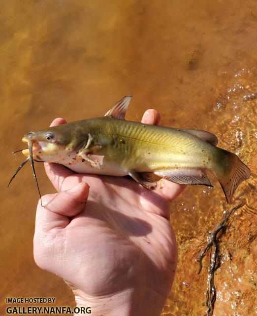 4/14/20 Yadkin River Basin, NC