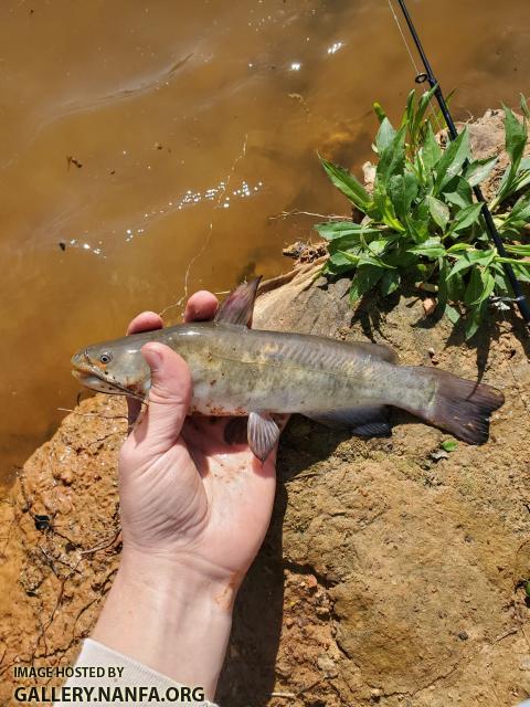 4/14/20 Yadkin River Basin, NC