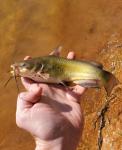 Black Bullhead (Ameiurus melas)