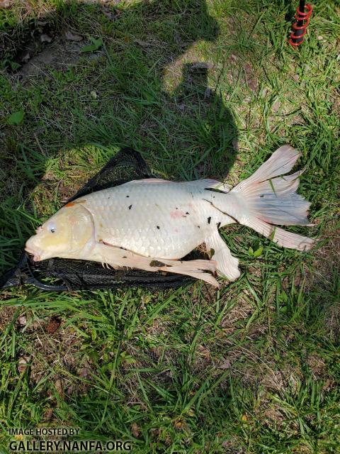 White Butterfly Koi 4/15/20 Haw River Basin, NC