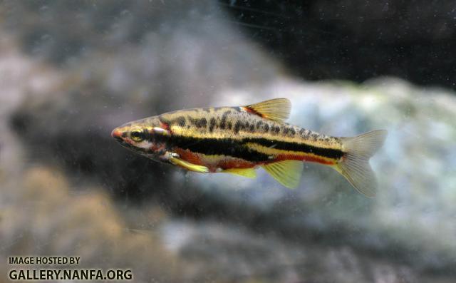 Mountain Redbelly Male