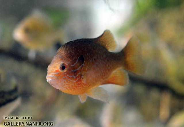 Vibrant Longear Sunfish