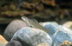 Young Male Bluebreast Darter (Etheostoma camurum)