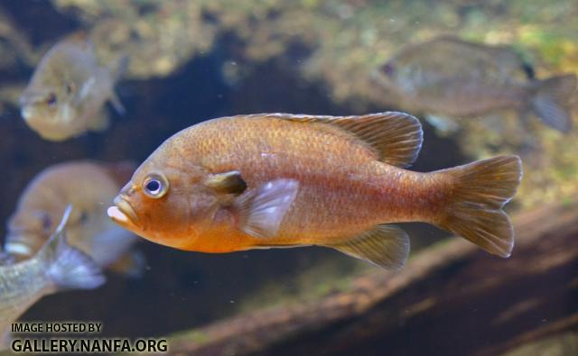 Male Redbreast Sunfish Lepomis auritus