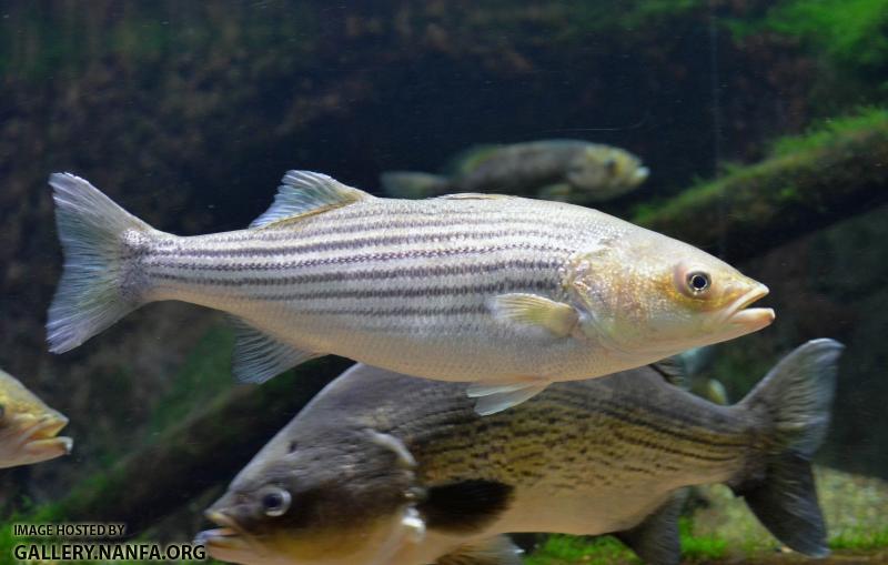 Large Striped Bass