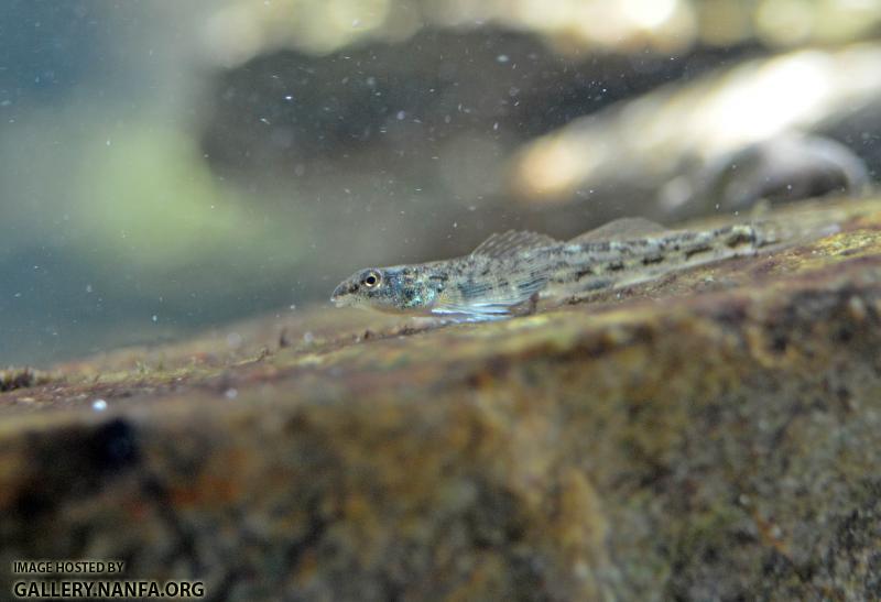 Glassy Darter's Speckled Face