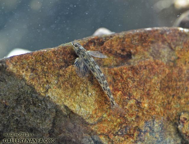 Glassy Darter