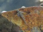 Glassy Darter