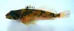 sculpin