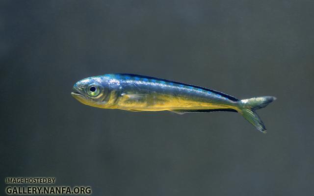 juvenile mahi at surface