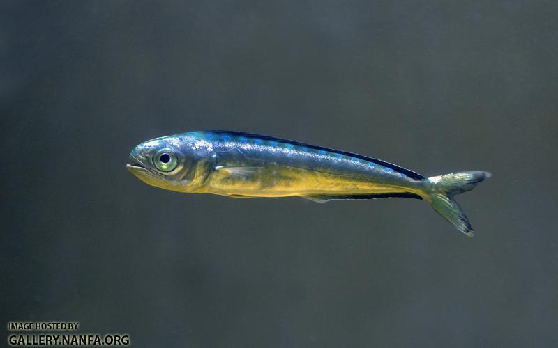 juvenile mahi at surface