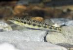 blotchside logperch