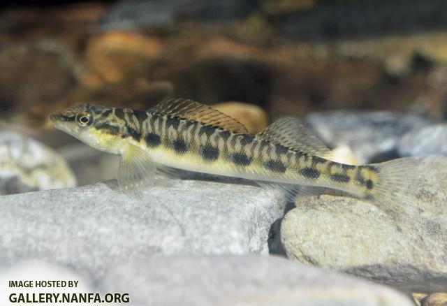 blotchside logperch