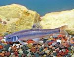 Bluntnose Minnow - Pimephales notatus