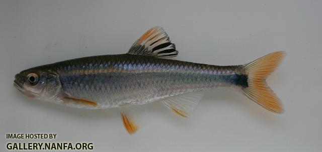 Tricolor shiner