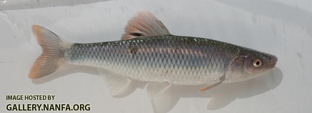 Whitetail shiner