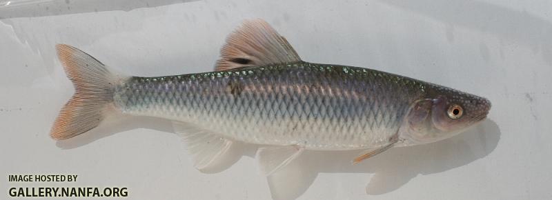 Whitetail shiner