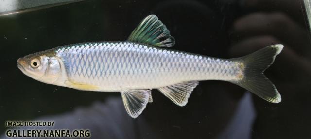 Spotfin shiner