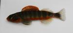 Gilt darter