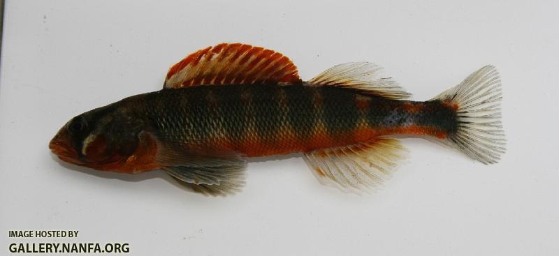 Gilt darter