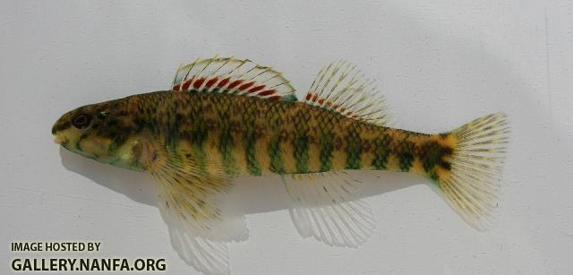 Banded darter