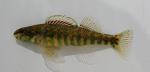 Banded darter