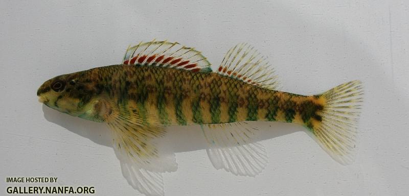 Banded darter