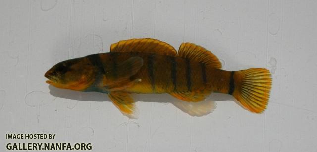 Golden darter