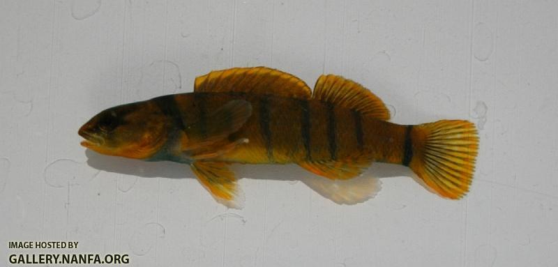 Golden darter