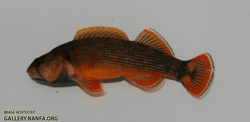 Orangefin darter