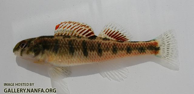 Splendid darter