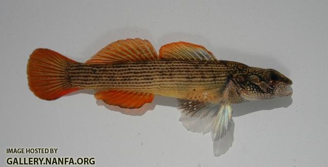 Striped darter