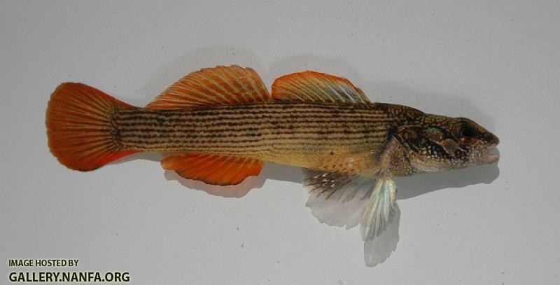 Striped darter