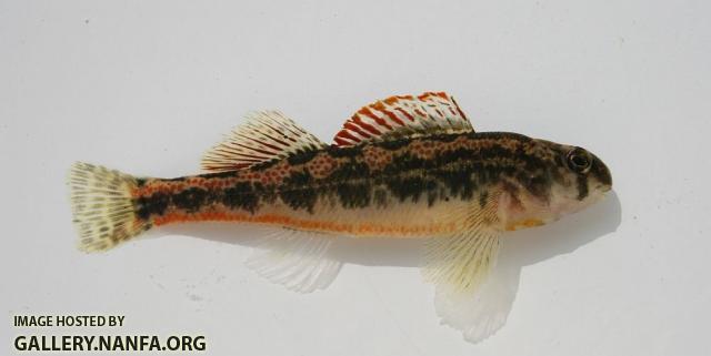 TN snubnose darter