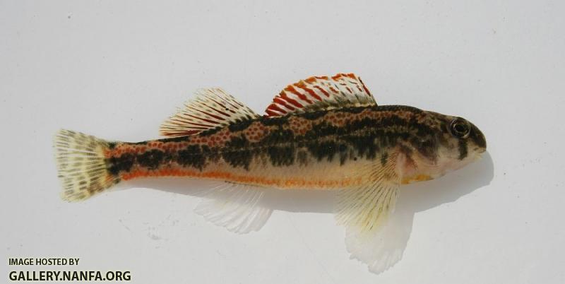 TN snubnose darter