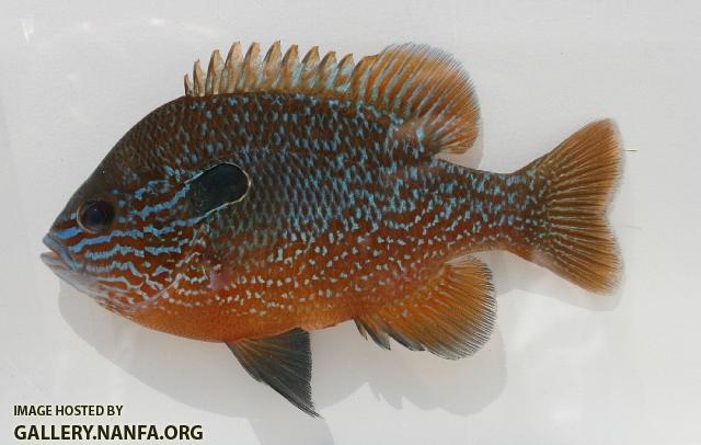 Longear sunfish