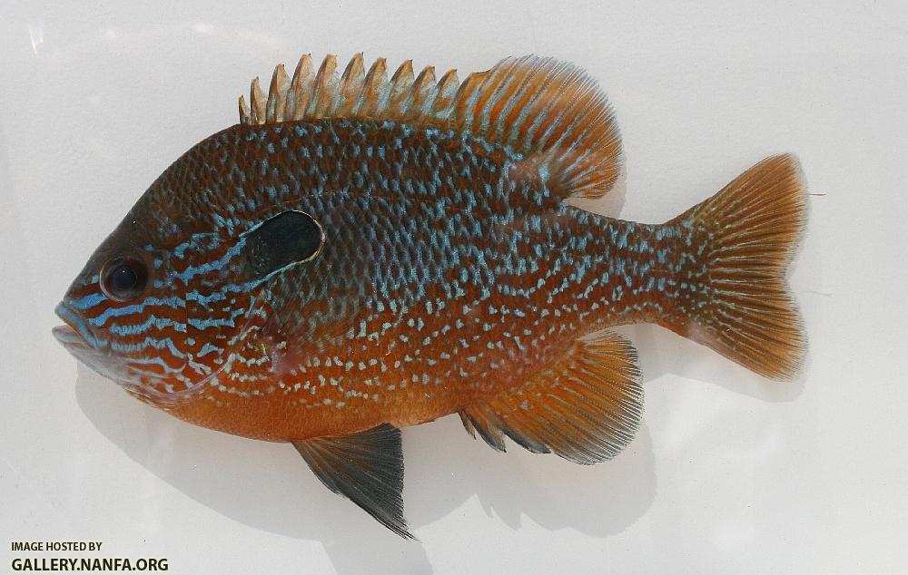 Longear sunfish