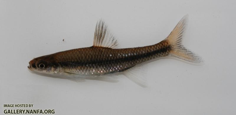 Pugnose minnow