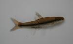 Pugnose minnow 2