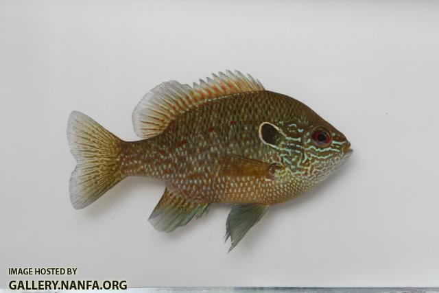 Dollar sunfish